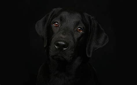 black labrador dog wallpapers|black lab desktop wallpaper.